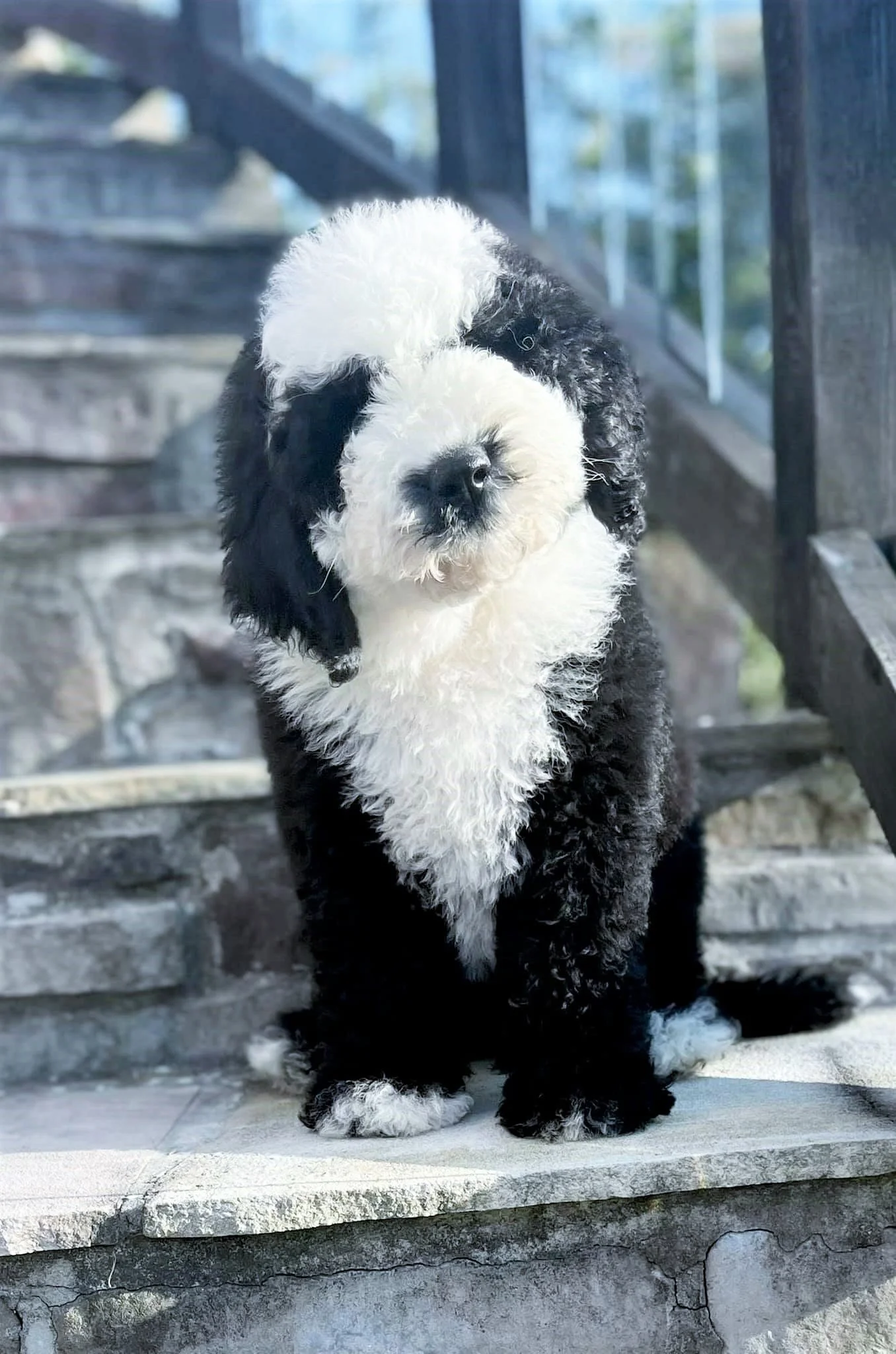 F2 sheepadoodle deals